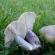 Jak na vašem webu pěstovat houbu modronožku a co se z ní dá připravit?