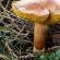 Pepřová houba (Chalciporus piperatus) Jak vypadá pepřová houba