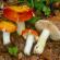 Jak vypadá russula: popis a druhy hub Nejedlé houby podobné russule